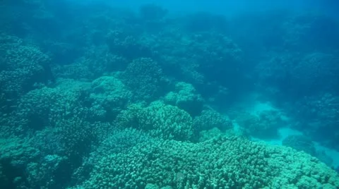 Underwater Stock Footage 12523938