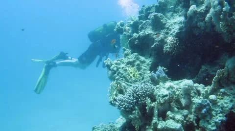 Underwater Stock Footage 20528293