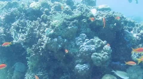 Underwater 스톡 동영상 20528329