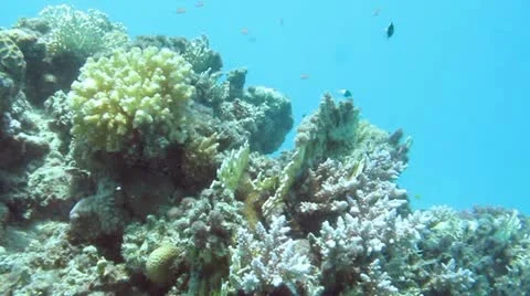 Underwater 스톡 동영상 20528341