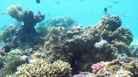 Underwater 스톡 동영상 20528395