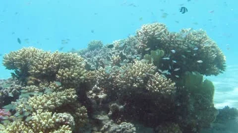 Underwater Stock Footage 20528418