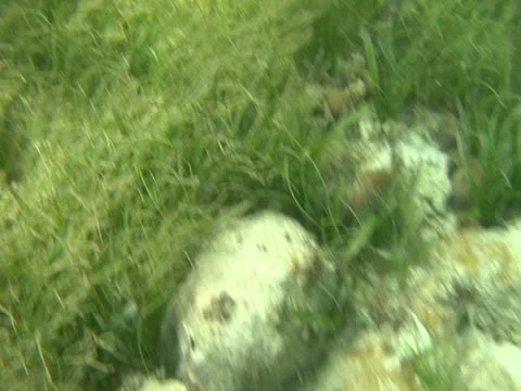 Underwater Stock Footage 22157159