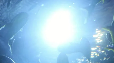 Underwater Stock Footage 22243288