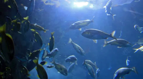 Underwater Stock Footage 24703000