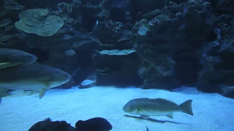 Underwater Stock Footage 24940604