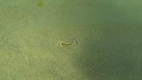 Underwater Stock Footage
