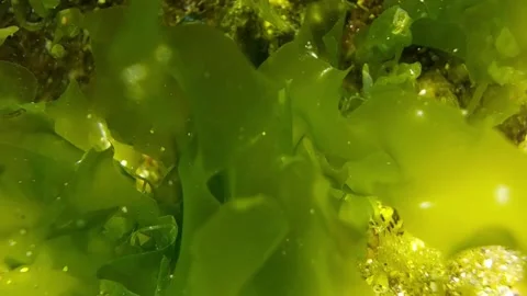 Underwater Stock Footage 141508349