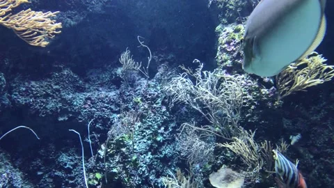 Underwater  Stock Footage 144309604