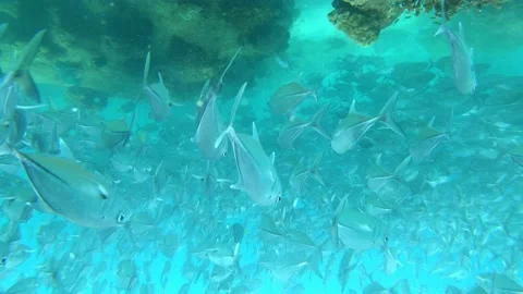 Underwater Stock Footage 170822744