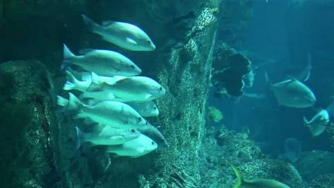 Underwater Stock Footage 220015782