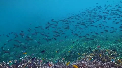 Underwater Stock Footage 231165044