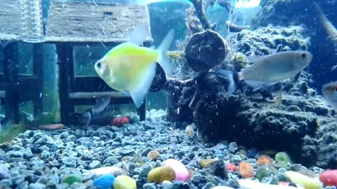 Underwater  Stock Footage 238964711