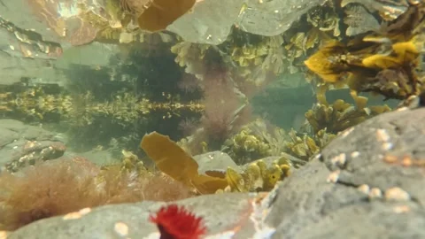 Underwater Stock Footage 313191989