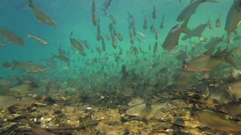 Underwater footage, back view of large shoal of freshwater fish Stock Footage