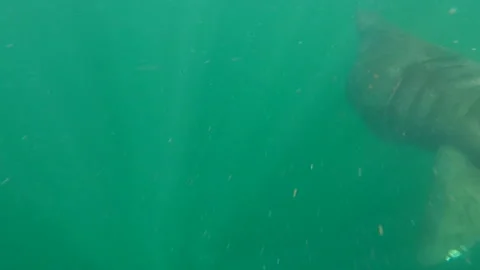 Underwater footage of Basking shark in the Outer Hebrides Stock Footage 133578791