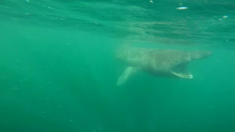 Underwater footage of Basking shark in the Outer Hebrides Stock Footage