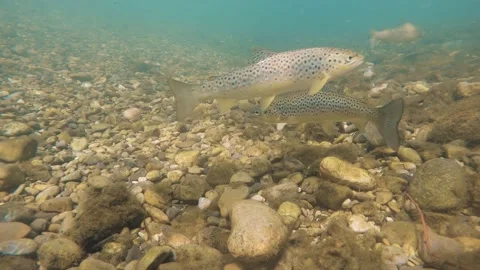 Underwater footage of brown trout, salmo trutta fario Stock Footage 146280724