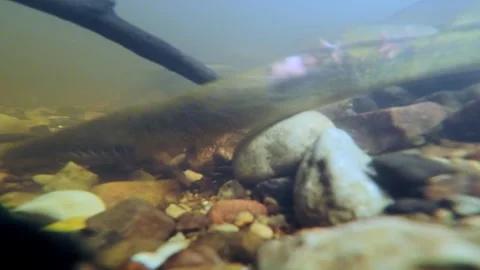 Underwater footage. Close-up of Spawning River lamprey. Stock Footage 279764318