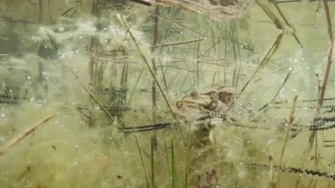 Underwater footage of common toads (Bufo bufo) Stock Footage 334122055