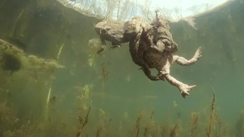 Underwater footage of common toads (Bufo bufo) Stock Footage 334122090