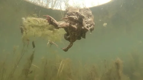 Underwater footage of common toads (Bufo bufo) Stock Footage 334122093