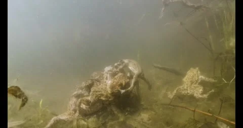 Underwater footage of common toads (Bufo bufo) Stock Footage 334122097