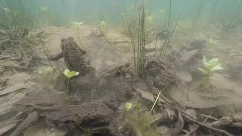Underwater footage of Comonn Toad in amplex Stock-Footage 299810630