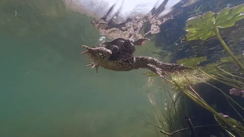 Underwater footage of Comonn Toad in amplex 動画素材 299810633