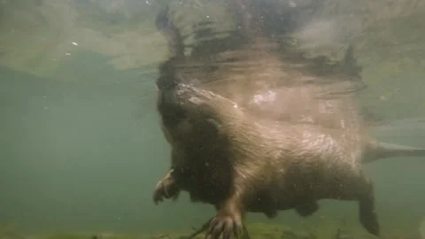 Underwater footage of the Eurasian beaver (Castor fiber) Stock Footage 336971884