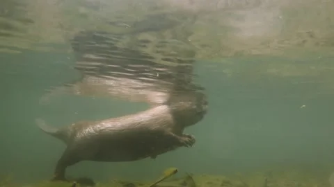 Underwater footage of the Eurasian beaver (Castor fiber) Stock Footage 336971885
