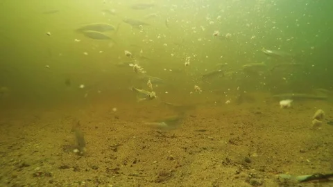 Underwater footage. Fish in the river. Stock Footage 73699205