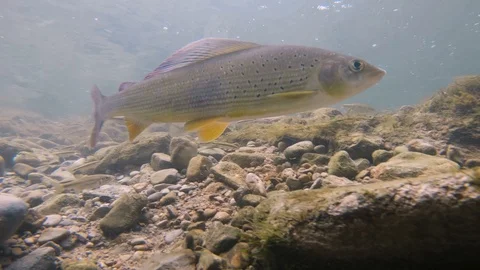 Underwater footage of Grayling (Thymallus thymallus) Stock Footage 123278067