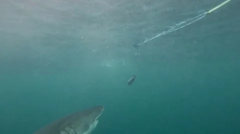 Underwater footage of Great White Shark taking bait Stock Footage 55531953