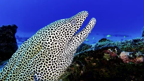 Underwater footage of a leopard moray eel swimming above a coral reef in Video stock 343915027