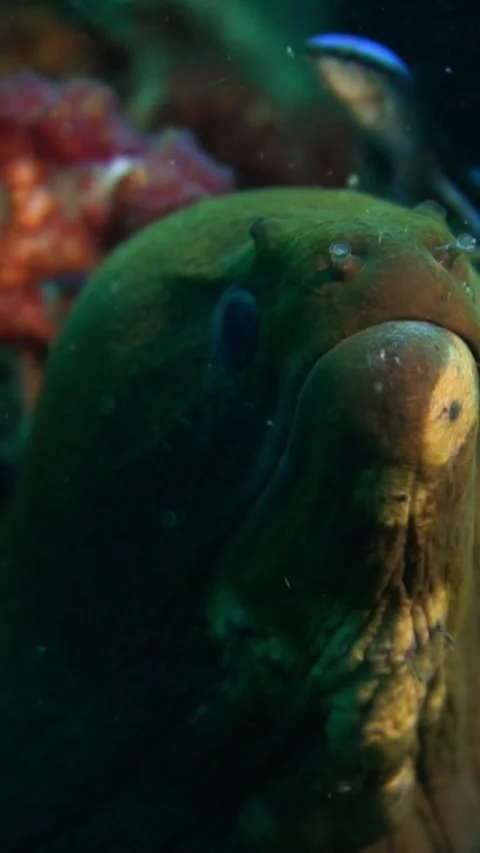 Underwater footage moray eel close up face shot video lights Thailand  Stock Footage 246352999