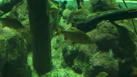 Underwater footage of perch and roach species of fish in nordic climate water Stock Footage 159160698