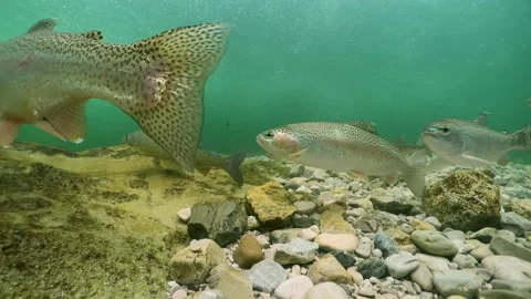 Underwater footage of Rainbow trout Stock Footage 168865336