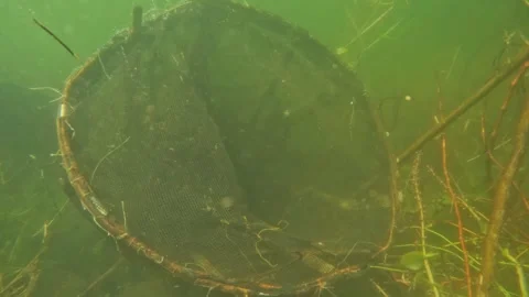 Underwater footage of round nets for fish traps Stock Footage 319906152