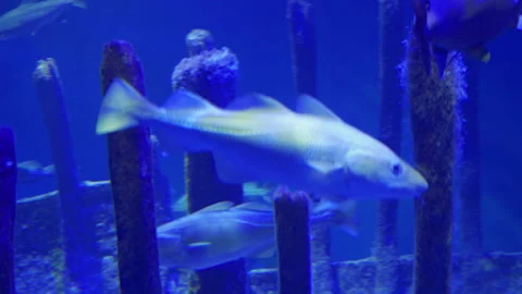 Underwater footage of school of Cod fish Stock Footage 159160642