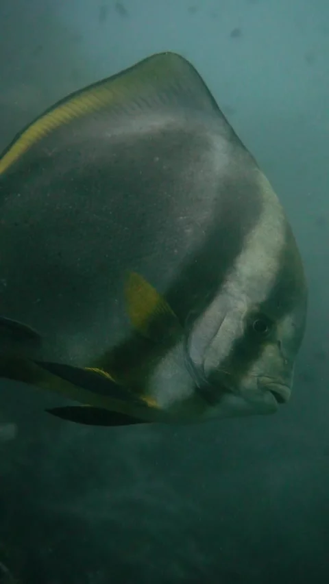Underwater Footage Scuba Diving batfish close up Thailand  Stock Footage 246352996