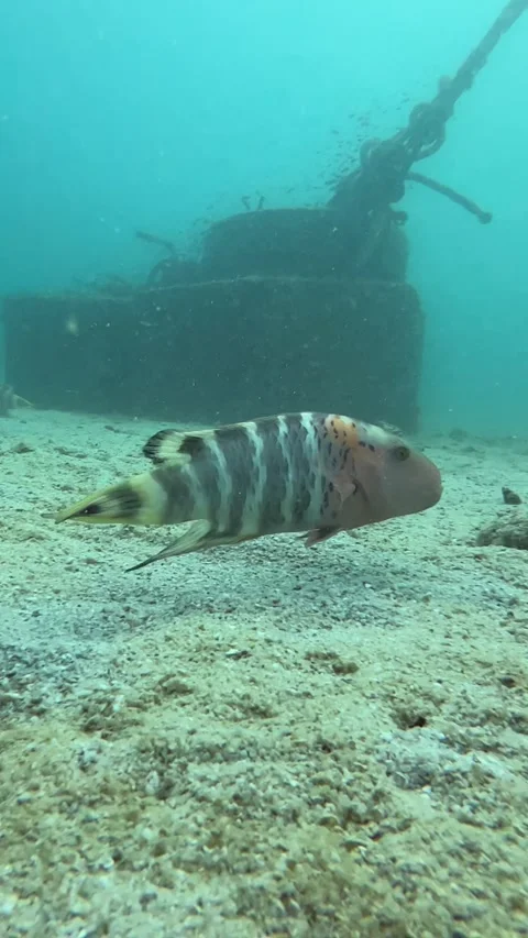Underwater Footage Scuba Diving Fish curious of diver and camera swimming around Stock Footage 246353434