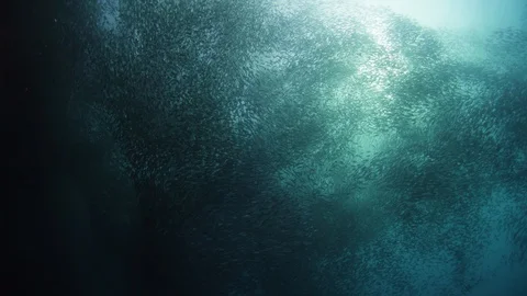 Underwater footage of shoal of sardines against sun Stock Footage