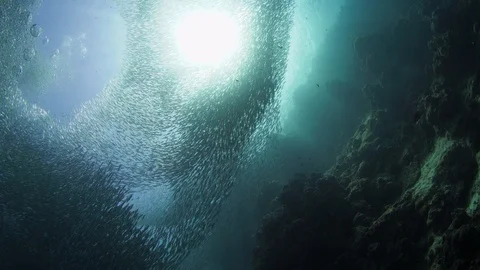 Underwater footage of shoal of sardines against sun with rotation Stock Footage