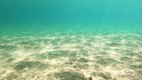 Underwater footage showing small fish swimming over sandy sea bottom with d.. Stock Footage 339640780
