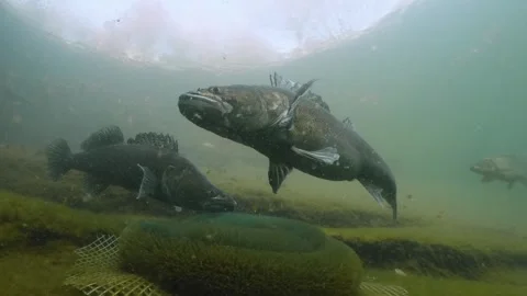 Underwater footage of spawning Pike-perch, Zander Stock-Footage 272954857