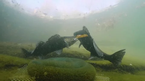 Underwater footage of spawning Pike-perch, Zander Video stock 272954935