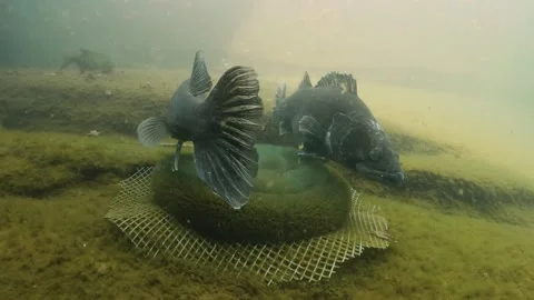 Underwater footage of spawning Pike-perch, Zander Video stock 272955082