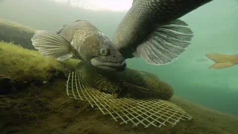 Underwater footage of spawning Pike-perch, Zander Video stock 272955189