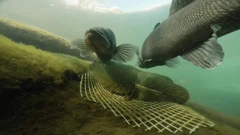 Underwater footage of spawning Pike-perch, Zander Video stock 272955209